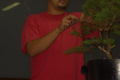 Asociación-de-Bonsai-“El-Pinsapo”-Jerez-de-la-Frontera-Cádiz.