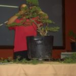 Asociación-de-Bonsai-“El-Pinsapo”-Jerez-de-la-Frontera-Cádiz.2-150x150