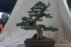 Rivera-Garden-Chipiona.2-300x225