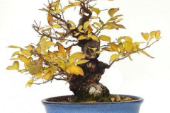 styrax2a1