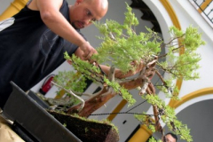Asociación-de-Bonsai-“Chaparro”-Algeciras.4