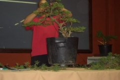 Asociación-de-Bonsai-“El-Pinsapo”-Jerez-de-la-Frontera-Cádiz.2