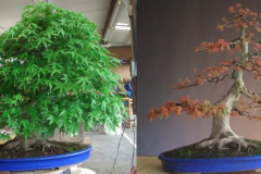 Palmatum