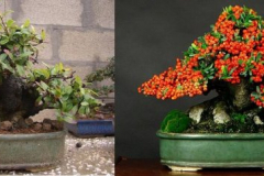 Pyracantha3