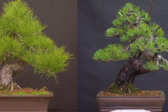 Thumbergiibeforeafter