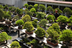 bonsai-japon-001