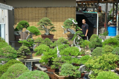 bonsai-japon-002