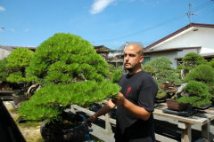 bonsai-japon-004