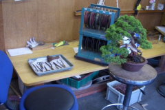 bonsai-japon-005