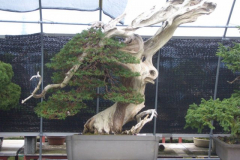bonsai-japon-008