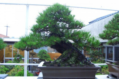 bonsai-japon-009