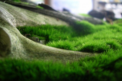 bonsai-japon-011