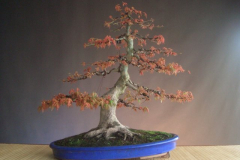 bonsai-japon-012