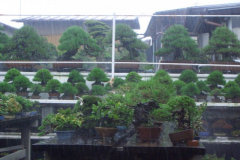 bonsai-japon-013