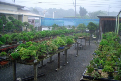 bonsai-japon-014