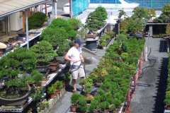 bonsai-japon-015