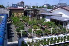 bonsai-japon-016