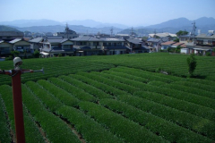 bonsai-japon-017