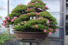bonsai-japon-018