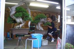 bonsai-japon-019