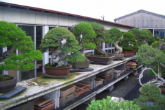 bonsai-japon-021