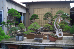 bonsai-japon-022