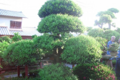 bonsai-japon-023