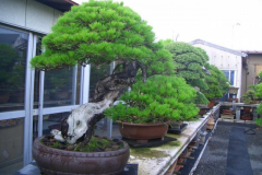 bonsai-japon-025