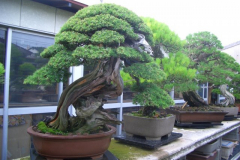 bonsai-japon-026
