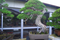 bonsai-japon-027