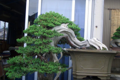 bonsai-japon-028