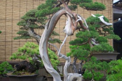 bonsai-japon-029