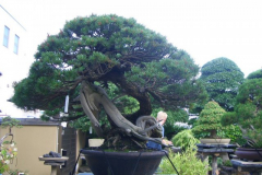 bonsai-japon-030