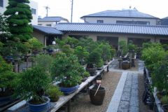 bonsai-japon-031