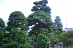 bonsai-japon-032