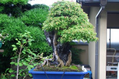 bonsai-japon-034