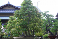 bonsai-japon-035
