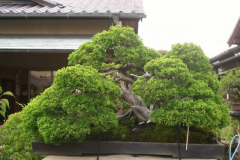 bonsai-japon-037