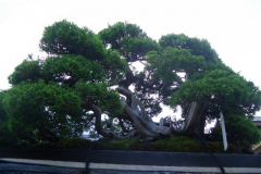 bonsai-japon-038