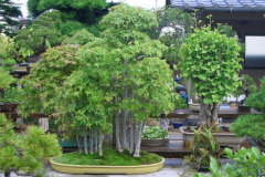 bonsai-japon-040