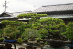 bonsai-japon-041