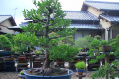 bonsai-japon-042