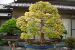 bonsai-japon-043