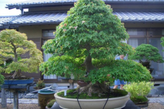 bonsai-japon-044