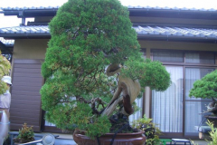 bonsai-japon-045