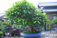 bonsai-japon-047