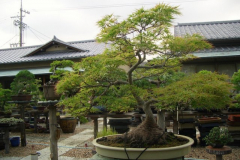 bonsai-japon-048