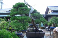 bonsai-japon-050