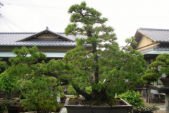 bonsai-japon-051