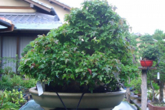 bonsai-japon-053